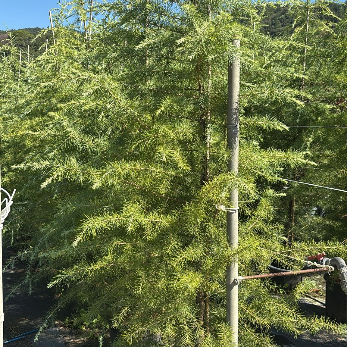 Cedrus deodara 175/200 cm en maceta de 18L