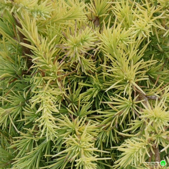 Cedrus deodara 'Limeglow'