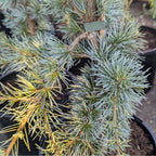 Cedrus libani 'Horstmanns Silberspitz'