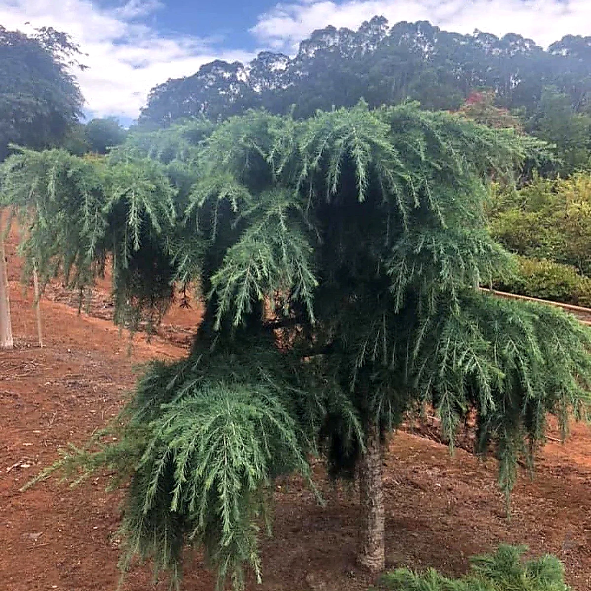 Cedrus deodara 'Feeling Blue'
