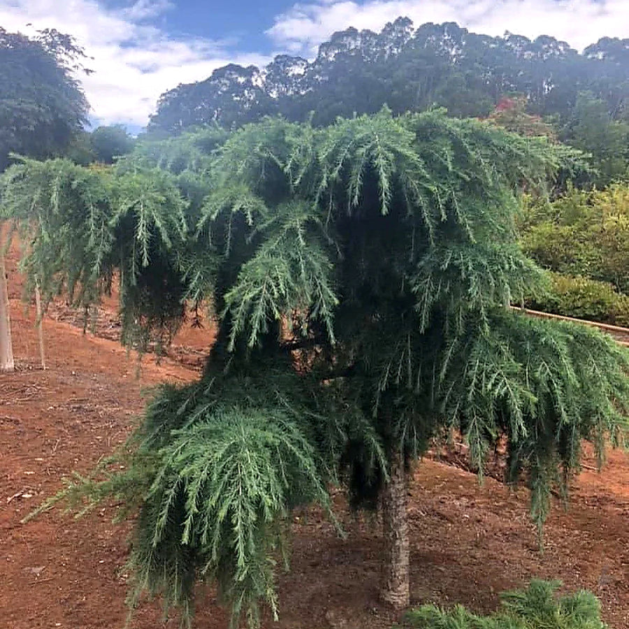 Cedrus deodara 'Feeling Blue'