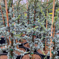 Cedrus Libani