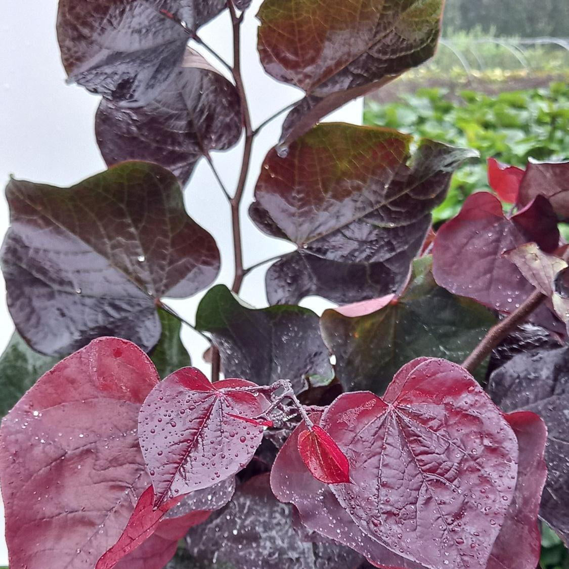 Cercis canadensis 'Ace of Spades'