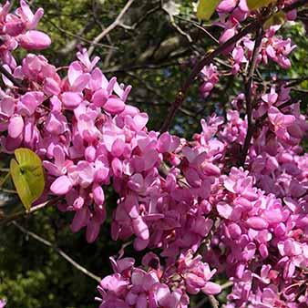 Cercis canadensis 'Lavender Twist'