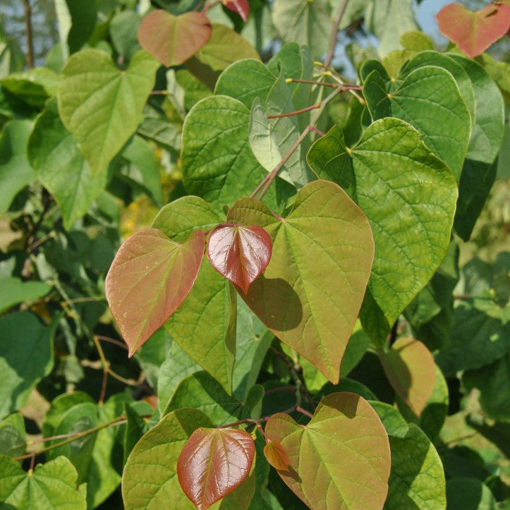 Cercis chinensis 'Avondale'