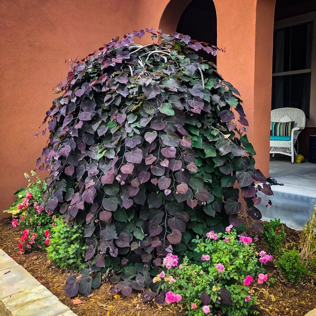 Cercis canadensis 'Ruby Falls'