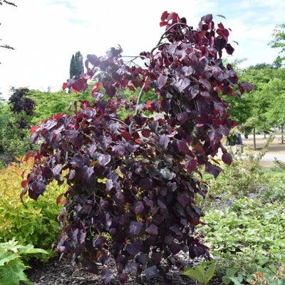 Cercis canadensis 'Ace of Spades'