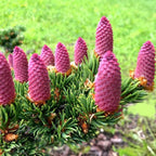 Picea pungens 'Luckey Strike'