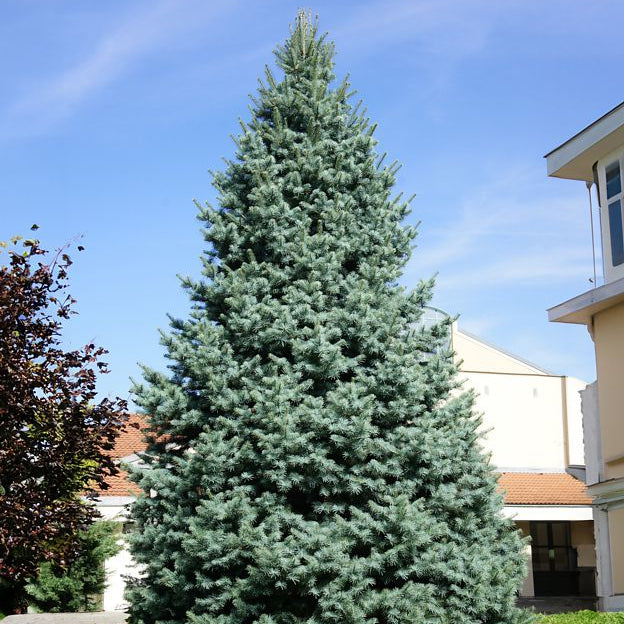 Abies Concolor | Cepellón