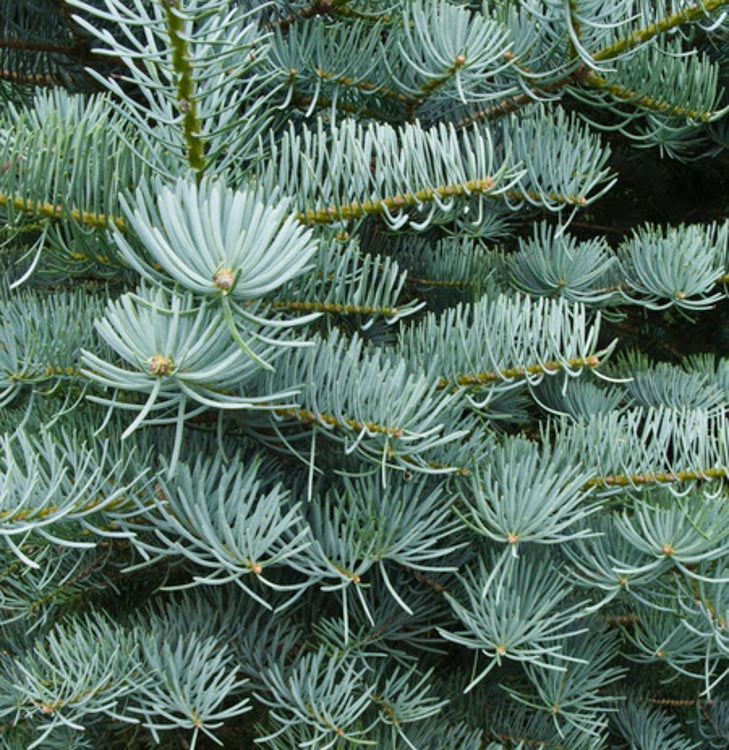 Abies Concolor | Cepellón