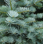 Abies Concolor | Cepellón