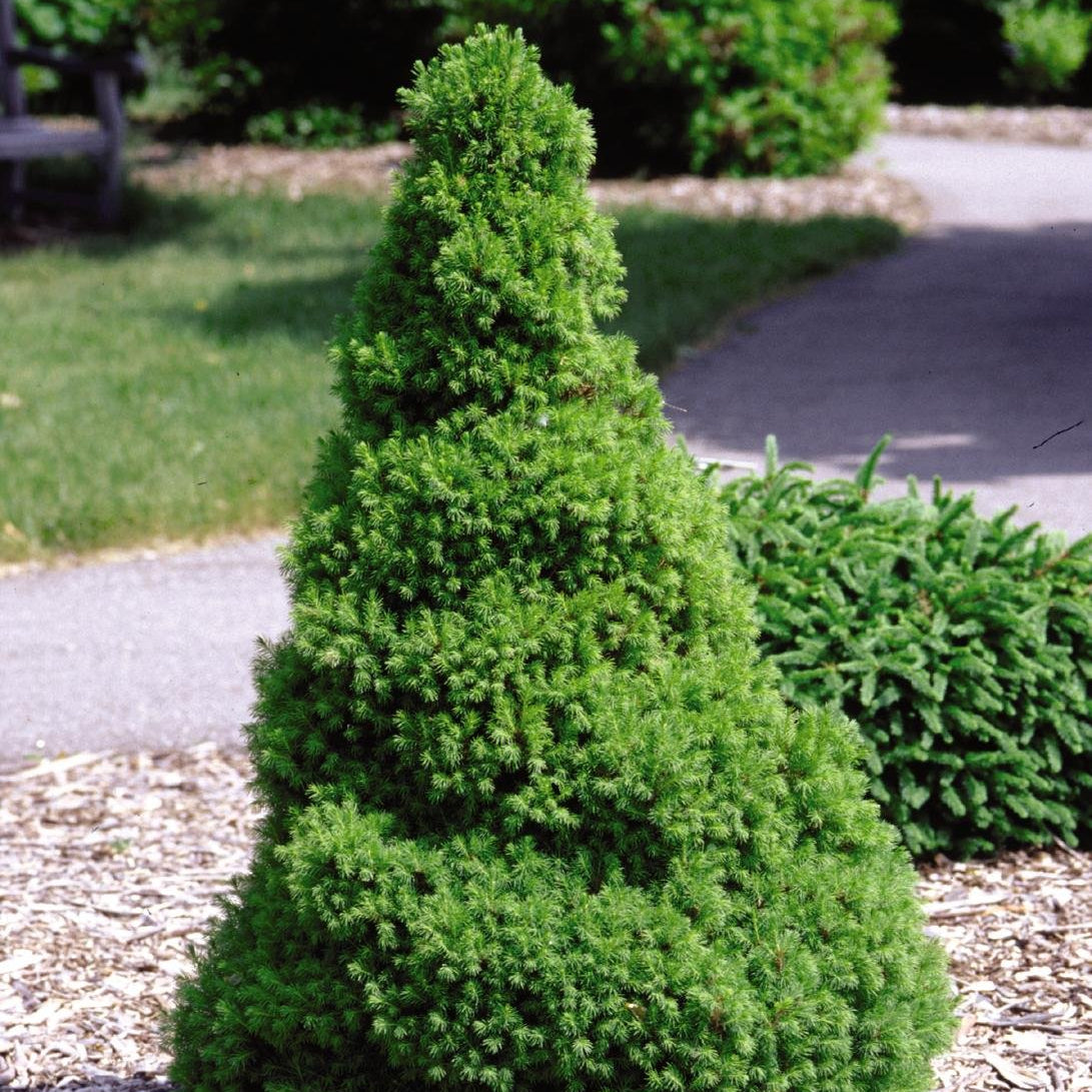 Picea Glauca Ellwangeriana Conica