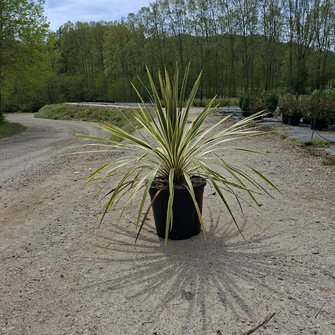 Cordyline australis 'Torbay Dazzler' 60/80 cm en maceta de 15L