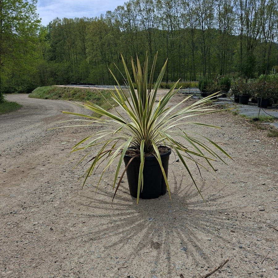 Cordyline australis 'Torbay Dazzler' 60/80 cm en maceta de 15L