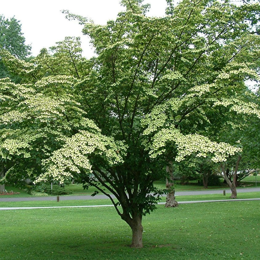 Cornus kousa 'China Girl'