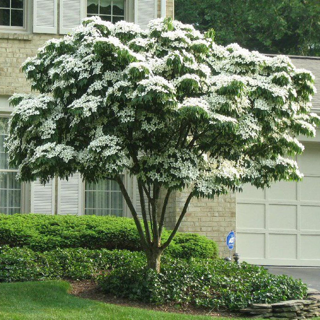 Cornus kousa 'Milky Way'