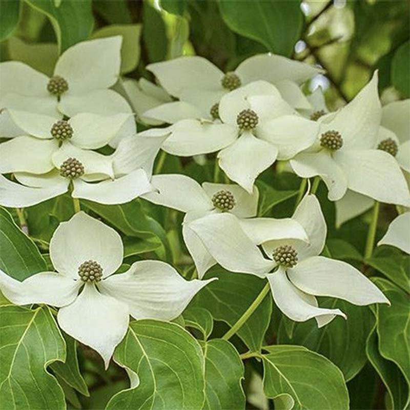 Cornus kousa 'Robert's Select'