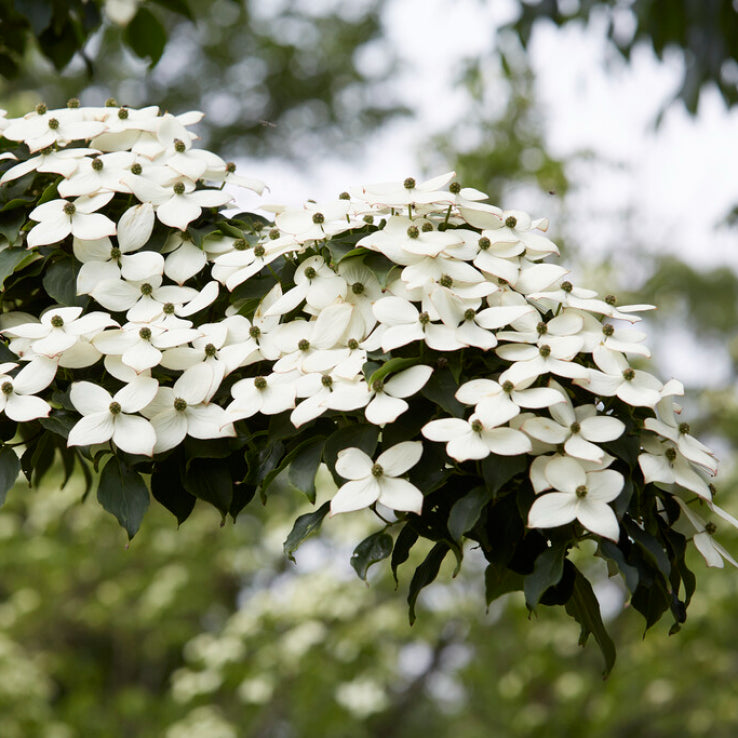 Cornus kousa 'China Girl'
