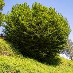 Corylus Avellana