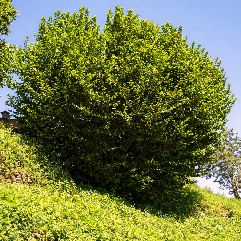 Corylus Avellana