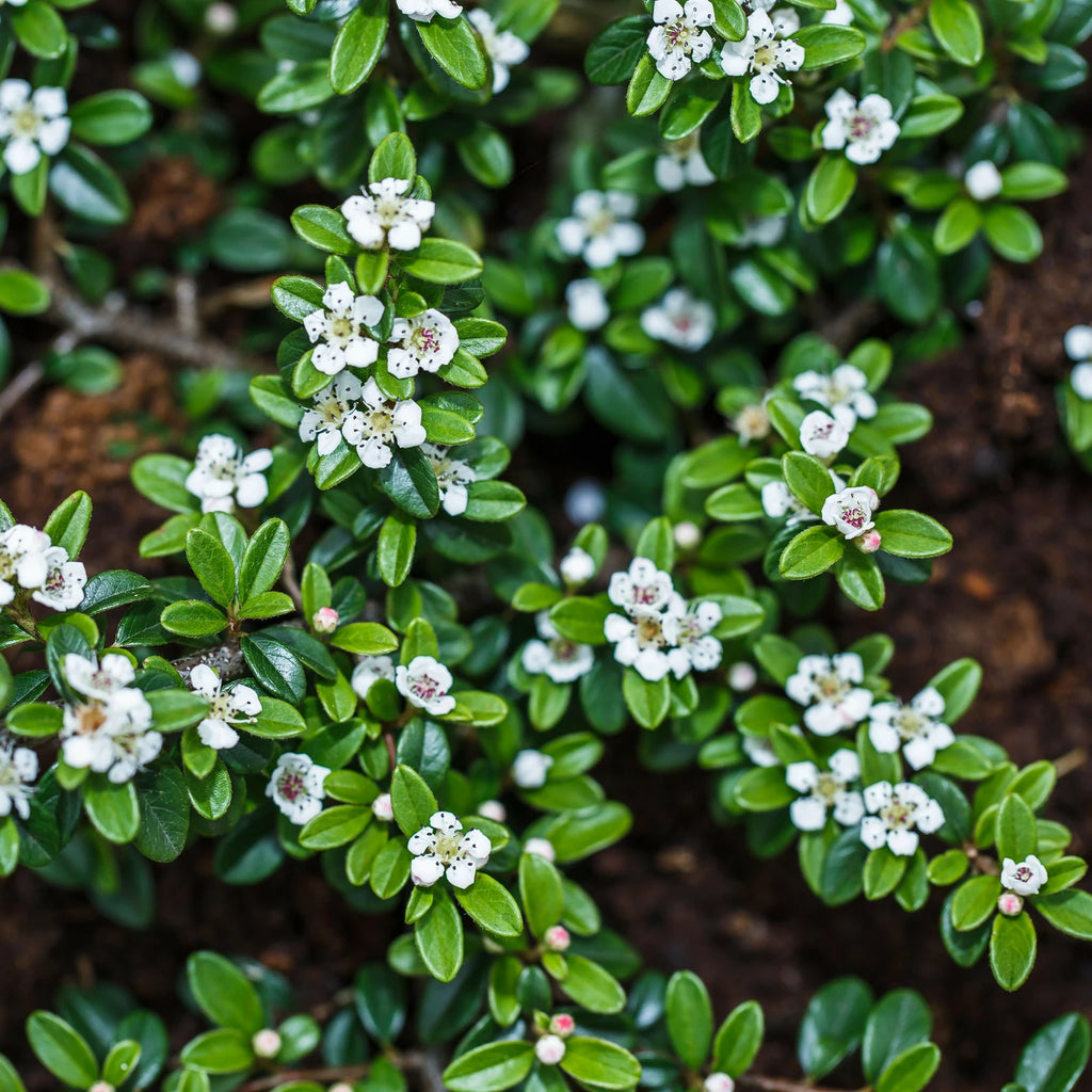 Cotoneaster Dammeri/ Skoholm