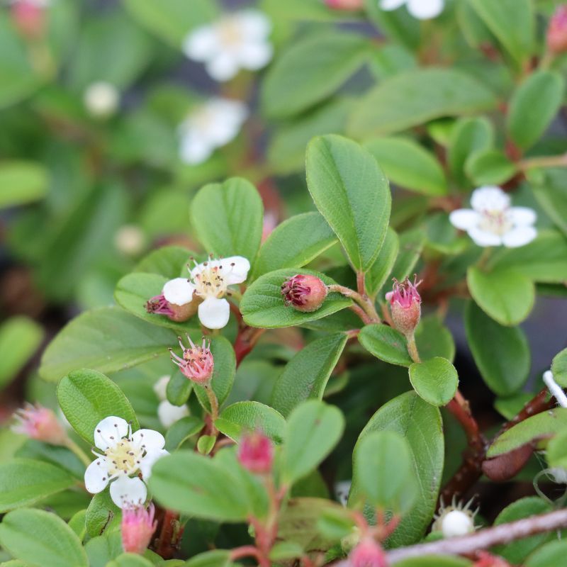 Cotoneaster Dammeri