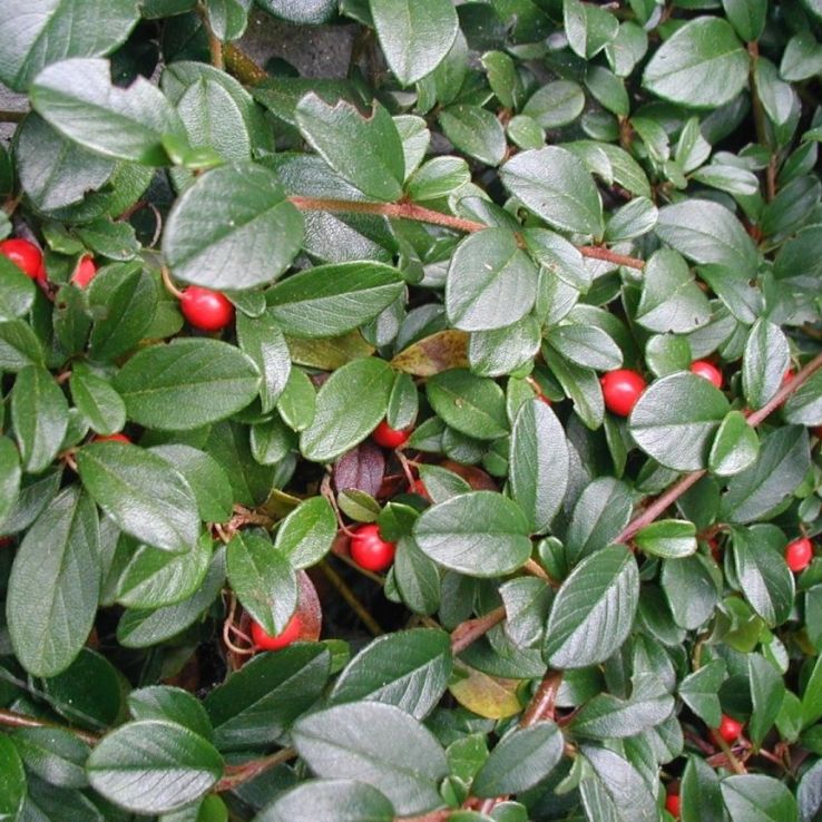 Cotoneaster Dammeri/ Skoholm