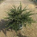 Cotoneaster horizontalis 40/60 cm en maceta de 10L
