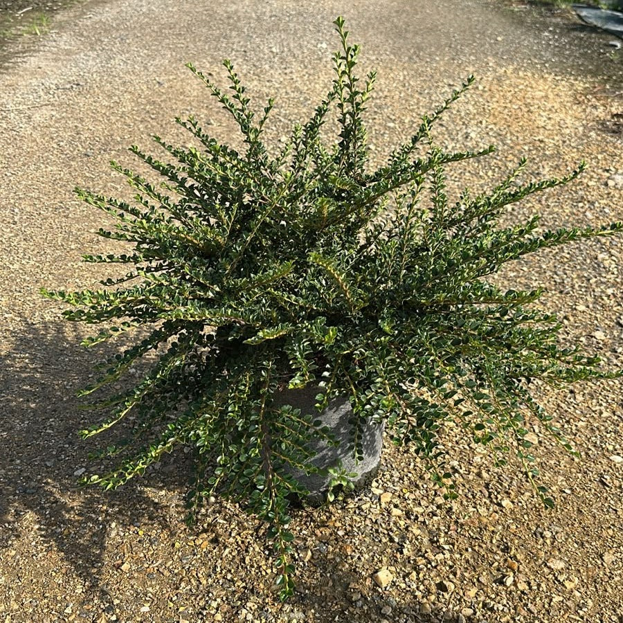 Cotoneaster horizontalis 40/60 cm en maceta de 10L