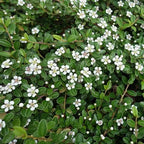 Cotoneaster Horizontalis