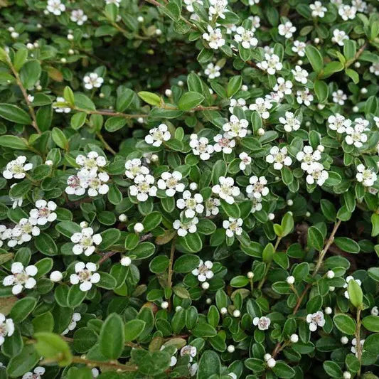 Cotoneaster Horizontalis