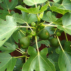 Ficus carica 'Firoma'&reg; Spalier
