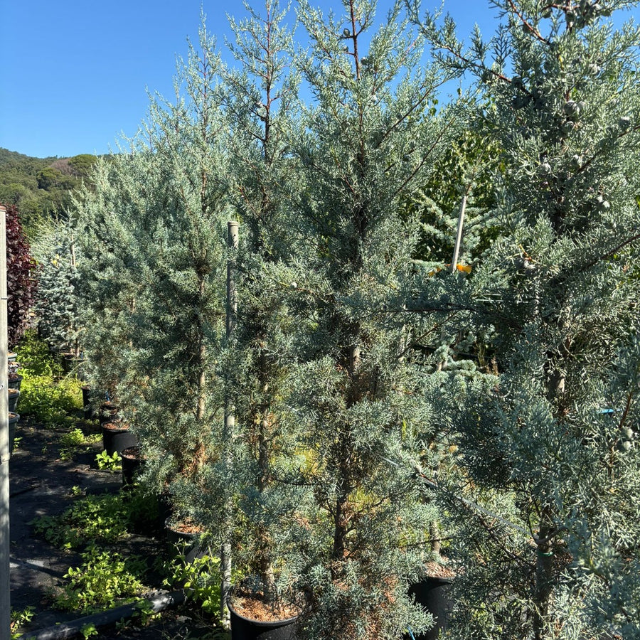Cupressus Arizonica 'Fastigiata' 170/+ cm en maceta de 18L