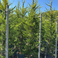 Cupressus macrocarpa 'Lutea' 175/200 cm en maceta de 18L