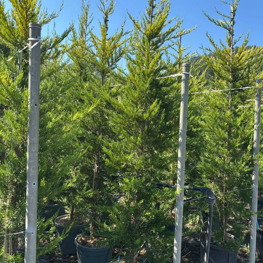 Cupressus macrocarpa 'Lutea' 175/200 cm en maceta de 18L