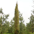 Cupressus sempervirens 'Stricta'