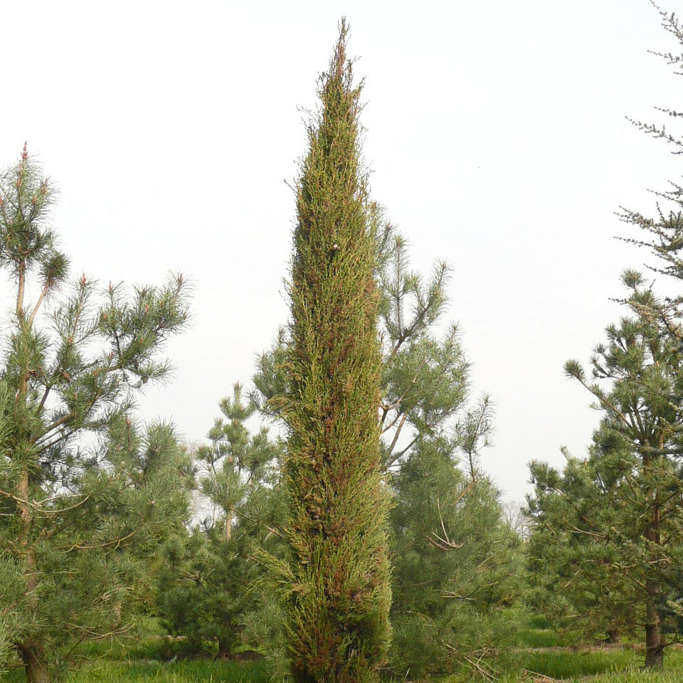 Cupressus sempervirens 'Stricta'
