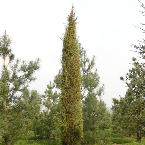 Cupressus sempervirens 'Stricta'
