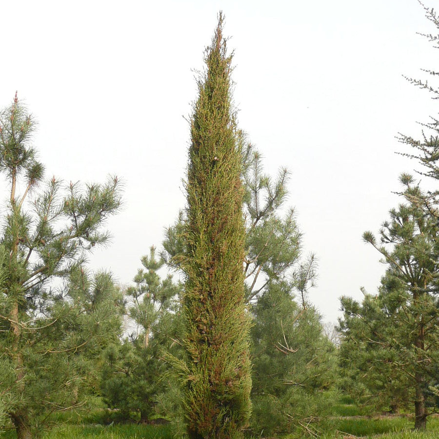 Cupressus sempervirens 'Stricta'