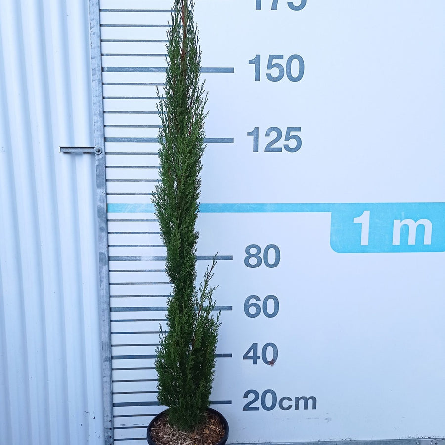 Cupressus sempervirens 'Totem' 125/150 cm en maceta de 12L