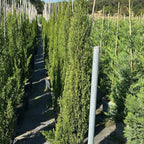Cupressus sempervirens 'Totem' 125/150 cm en maceta de 12L