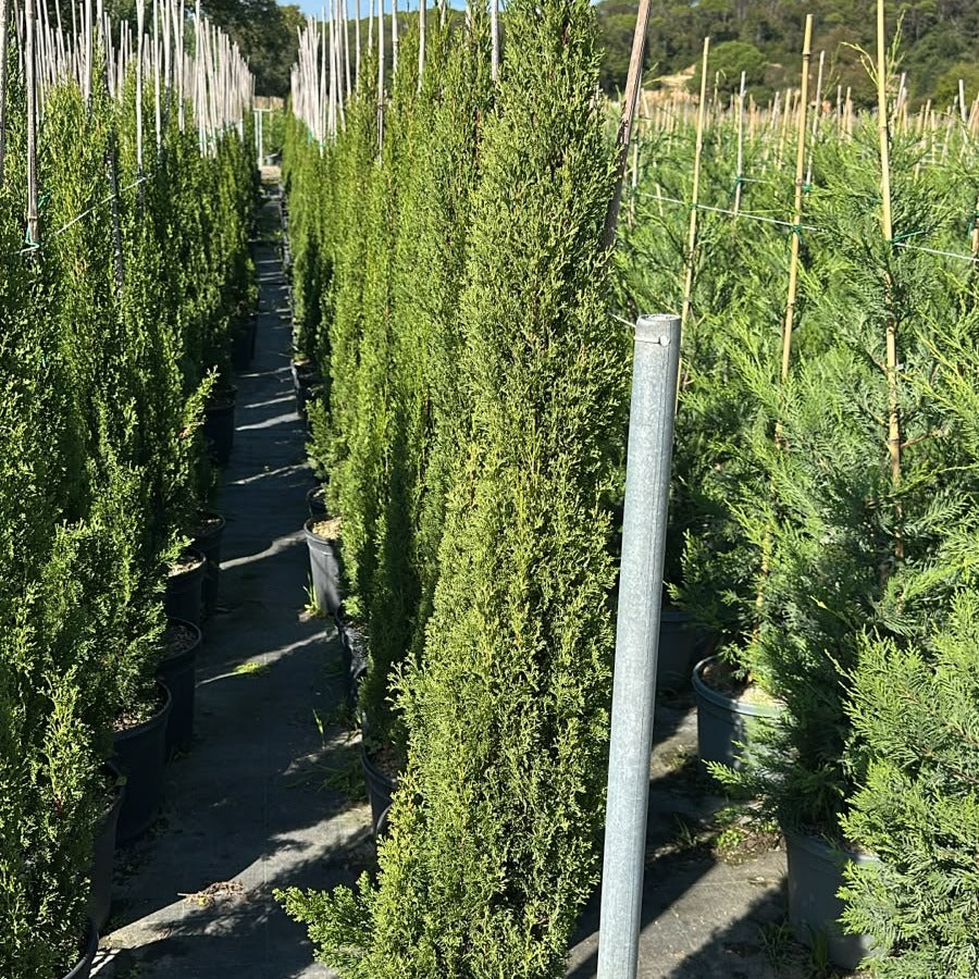 Cupressus sempervirens 'Totem' 125/150 cm en maceta de 12L