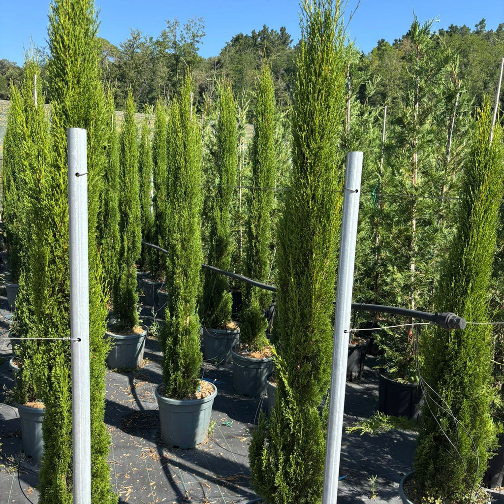 Cupressus sempervirens 'Totem' 175/+ cm en maceta de 30L