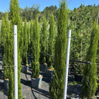 Cupressus sempervirens 'Totem' 175/+ cm en maceta de 30L