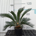 Cycas revoluta 30/40 (altura total) en maceta de 10L