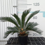 Cycas revoluta 30/40 (altura total) en maceta de 10L