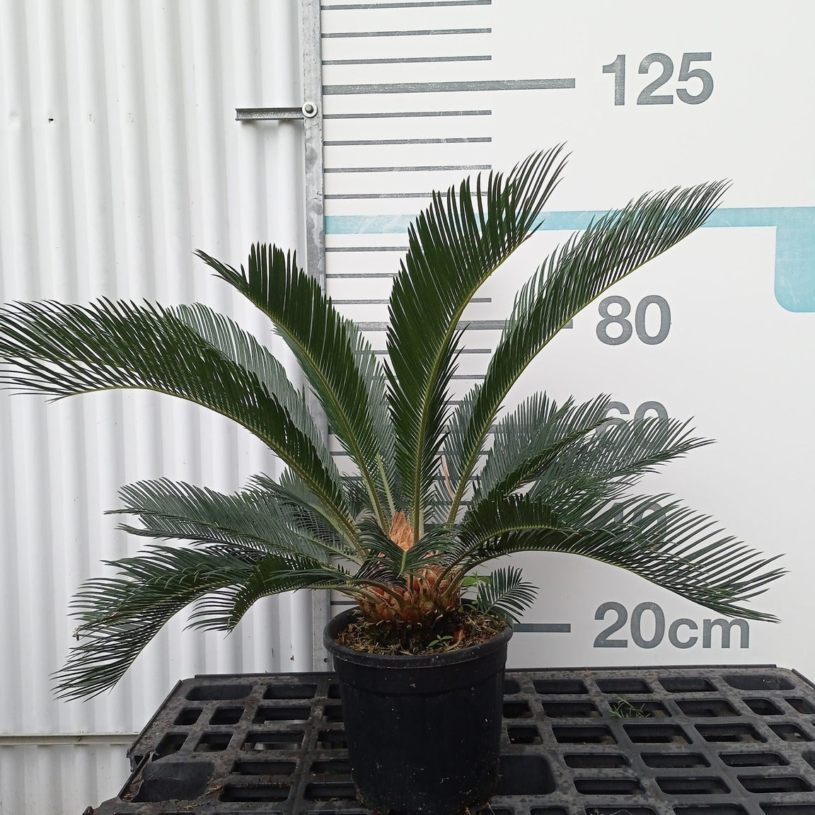 Cycas revoluta 30/40 (altura total) en maceta de 10L
