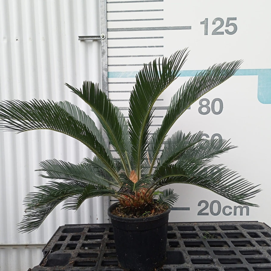 Cycas revoluta 30/40 (altura total) en maceta de 10L