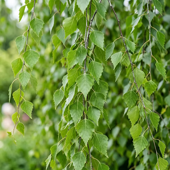 Betula Pendula Youngii