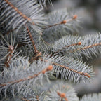 Picea Pungens "Blue Diamond" | Cepellón
